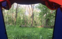 Кицканский лес из палатки. Где-то там поют птицы