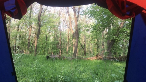 Кицканский лес из палатки. Где-то там поют птицы
